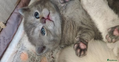 British Shorthair cats Beautiful British Shorthair kittens,ready for Xmas - Advert 4