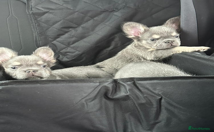 French Bulldog dogs KC Reg Lilac & Tan Fluffy French Bulldogs For Sale - Advert 10