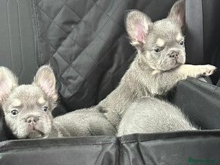 French Bulldog dogs KC Reg Lilac & Tan Fluffy French Bulldogs For Sale - Advert 3