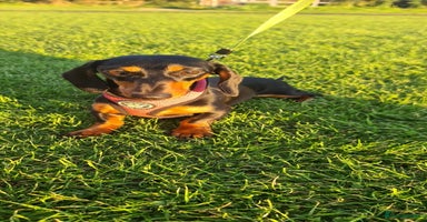 Miniature Dachshund dogs - Advert 3
