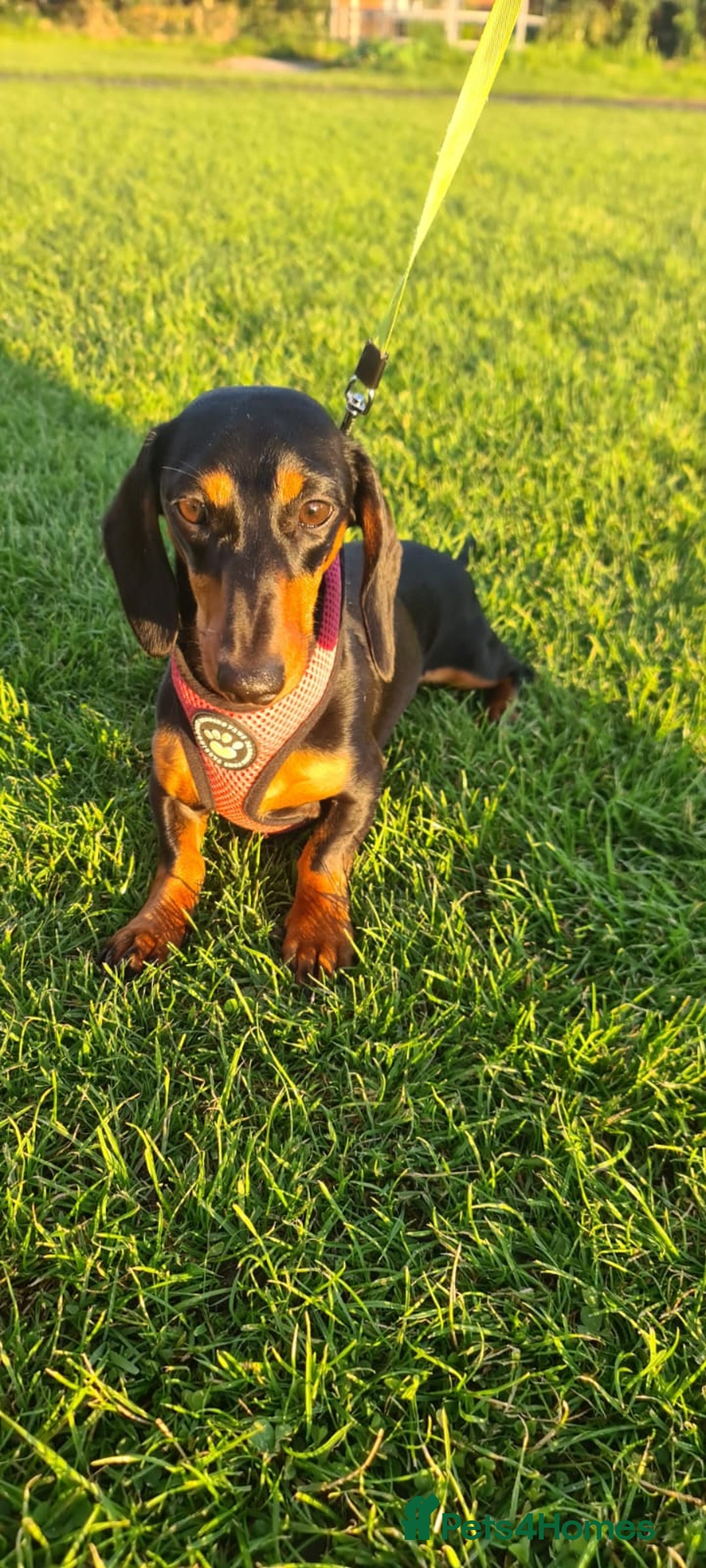Miniature Dachshund dogs for sale: Miniature Dachshund puppies - Image 2
