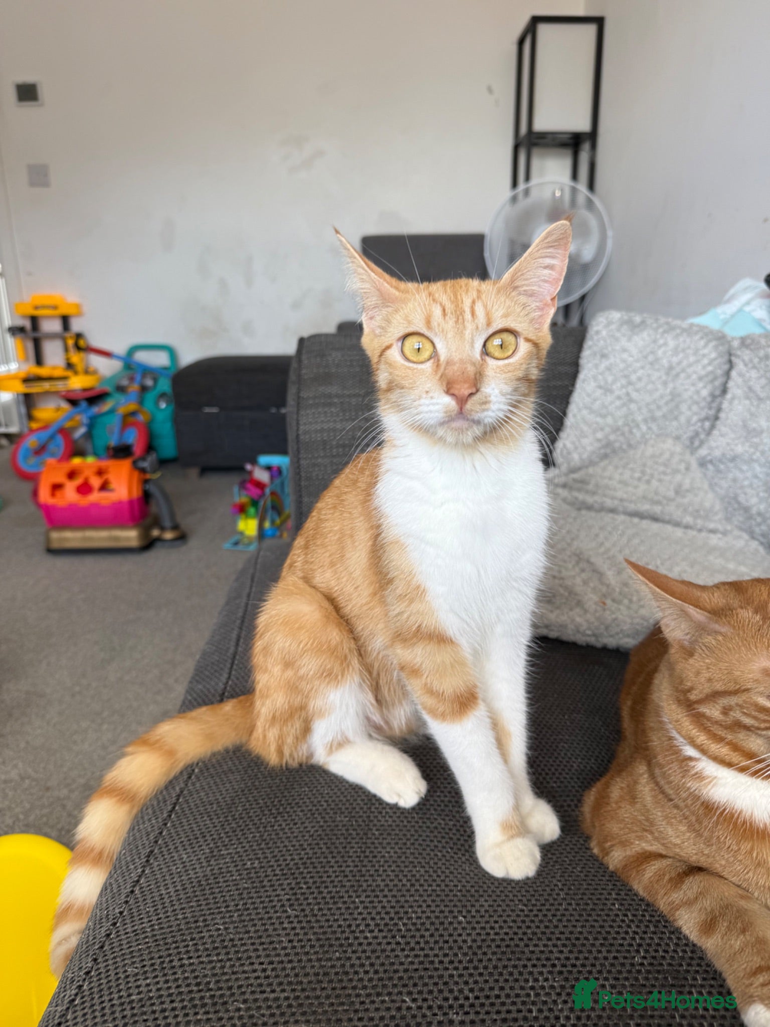 Domestic Shorthair cats Ginger kittens  - Advert 1