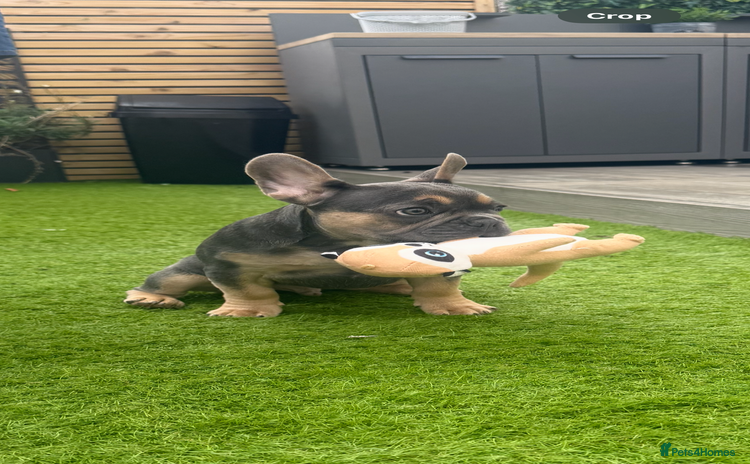 French Bulldog dogs - Advert 1