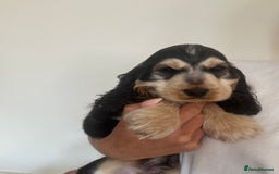 Cocker Spaniel dogs for sale: Last 2 boys fully vaccinated health checked  - Image 25