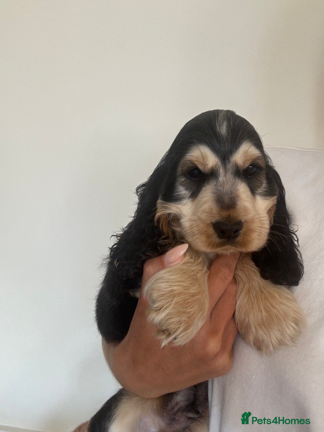 Cocker Spaniel dogs for sale: Last 2 boys fully vaccinated health checked  - Image 25