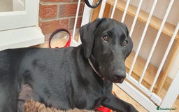 Labrador Retriever dogs for sale: 5 month old black labrador puppy - Image 2