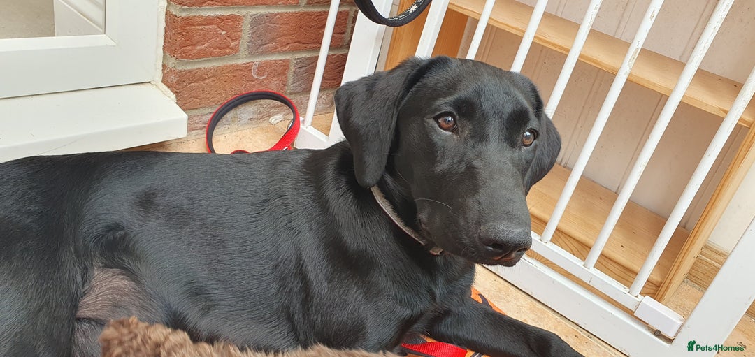 Labrador Retriever dogs for sale: 5 month old black labrador puppy - Image 2