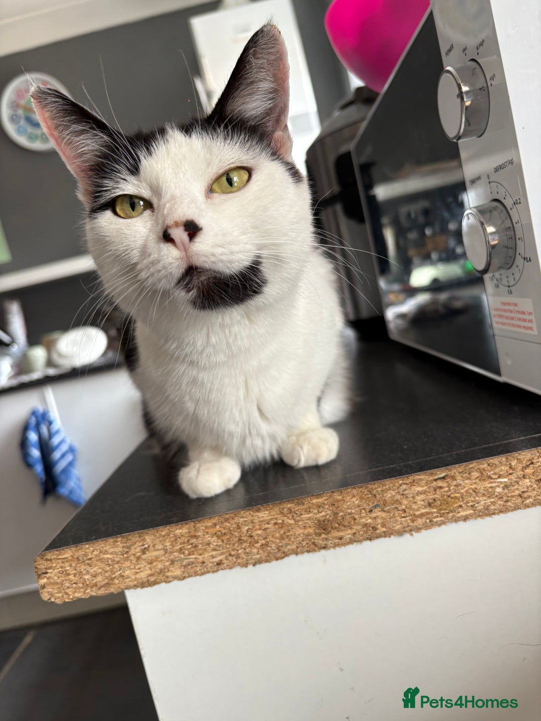 Mixed Breed cats for sale: 4 kittens ready now  - Image 5