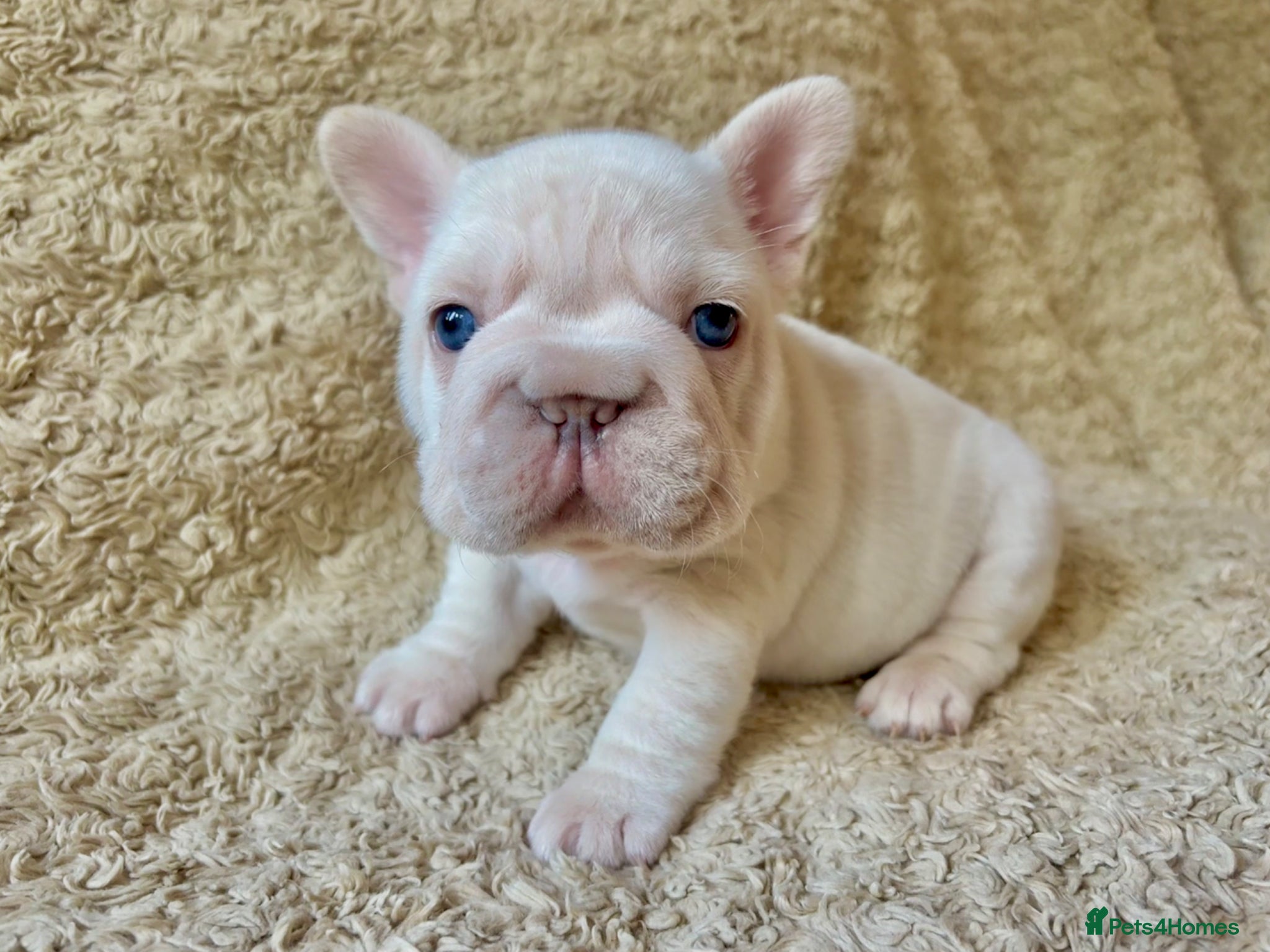 French Bulldog dogs for sale: French Bulldog Babies Ready Soon - Advert 12