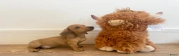 Miniature Dachshund dogs for sale: Long/smooth haired cream/Red Mini Dachshund pups - Advert 10