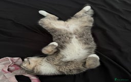 Mixed Breed cats for sale: Blissa & Mochi–BondedPairLookingforaLoving home - Image 3