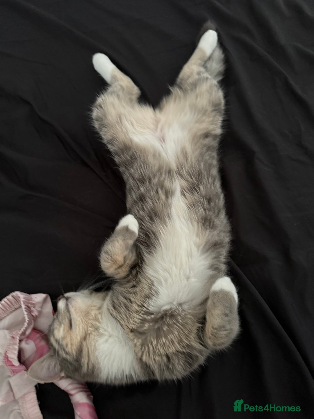 Mixed Breed cats for sale: Blissa & Mochi–BondedPairLookingforaLoving home - Image 3