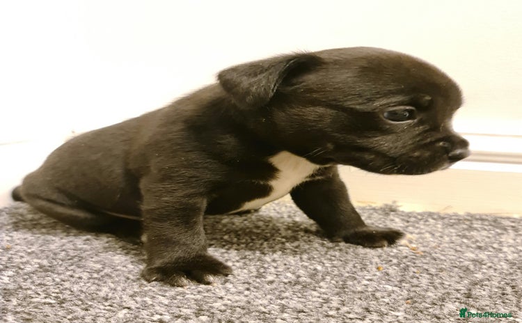 Staffordshire Bull Terrier dogs Adorable KC champion bred black staffy puppy's  - Advert 1