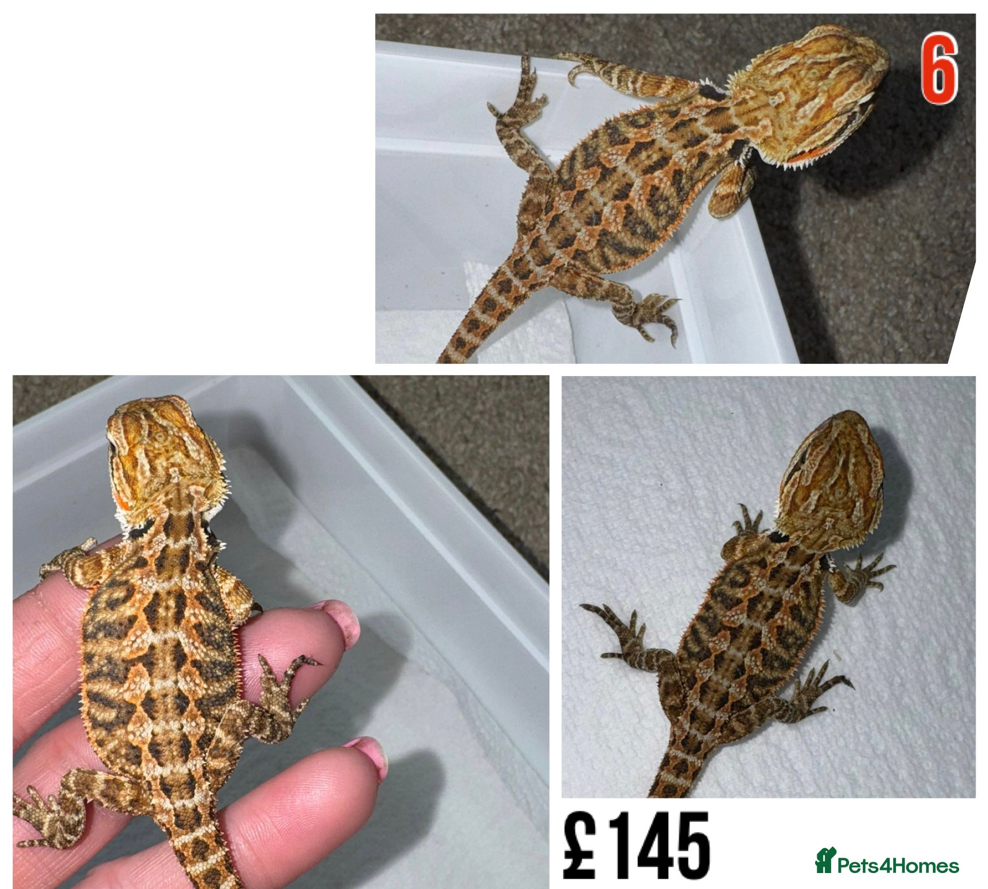 Bearded Dragon reptiles for sale: Baby Bearded Dragons For Sale! - Advert 12