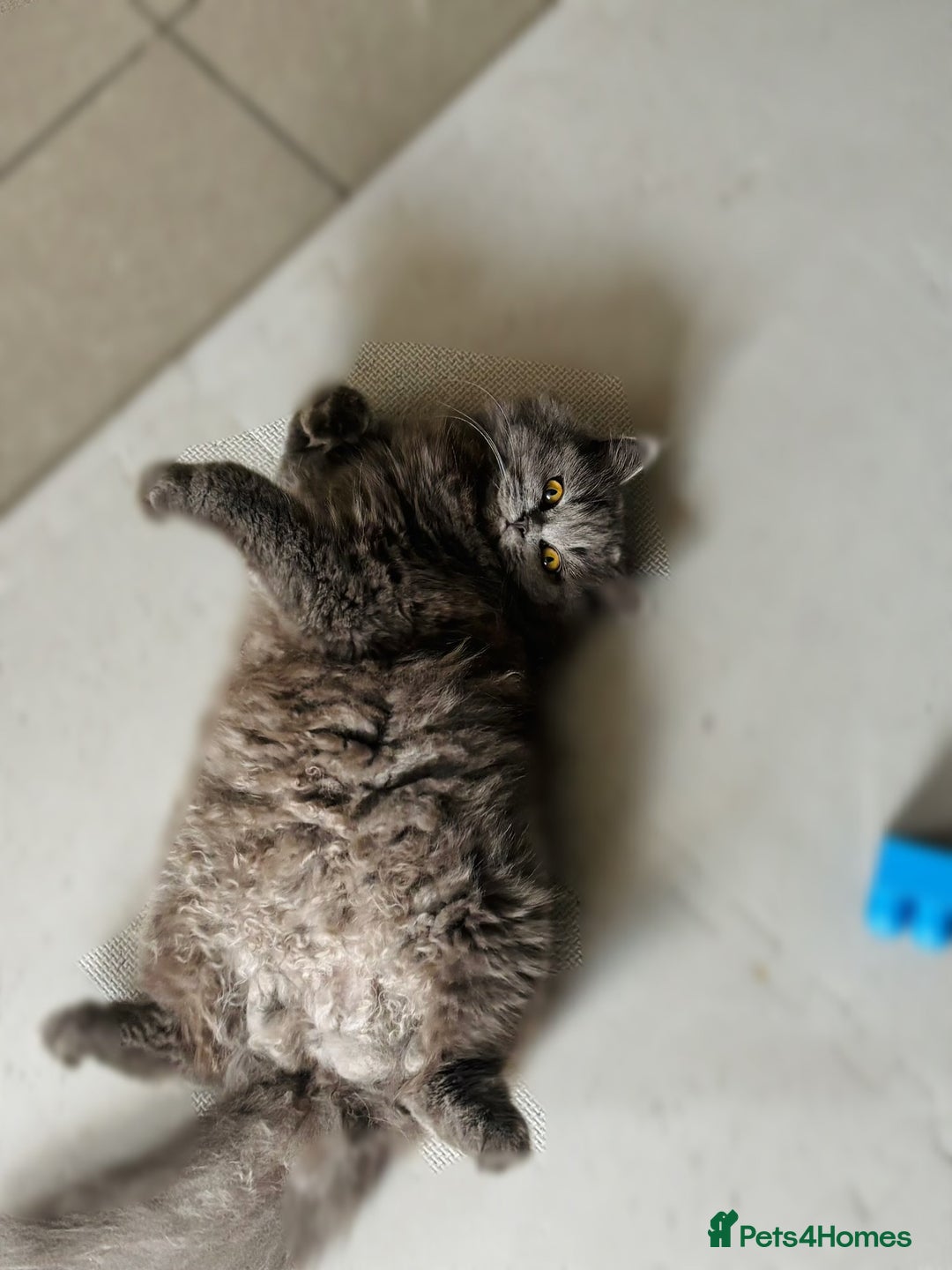 British Longhair cats for sale: Beautiful British Longhair Cat - Advert 2