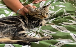 Maine Coon cats for sale: Female Tabby Kitten Ready for Rehoming  - Image 1