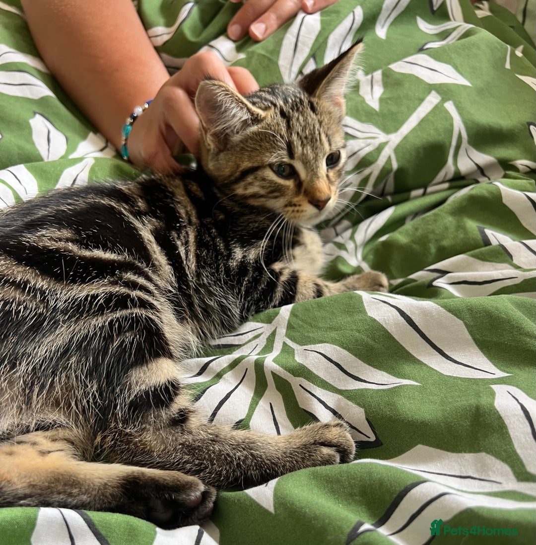 Maine Coon cats for sale: Female Tabby Kitten Ready for Rehoming  - Image 1
