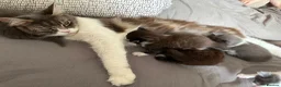 Maine Coon cats for sale: 2 female MaineCoon mixed available in Crewe - Advert 1