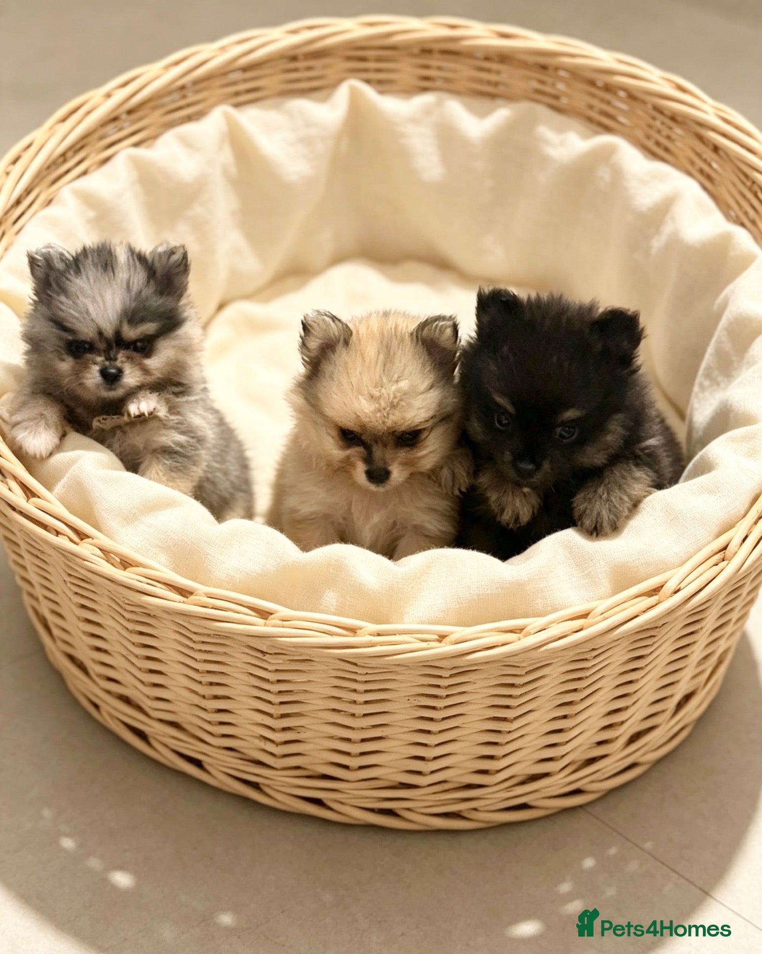Pomeranian dogs ✨Four Mini Little Gems 💎🐾🐶✨💜🧡🩶🤎 - Advert 2