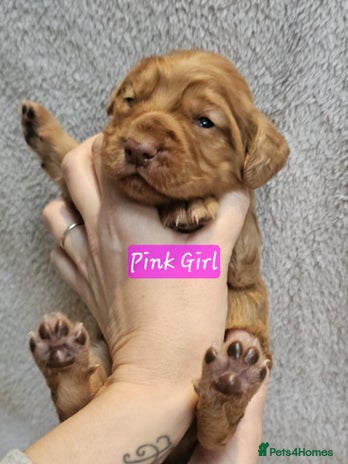 Cocker Spaniel dogs - Advert 2