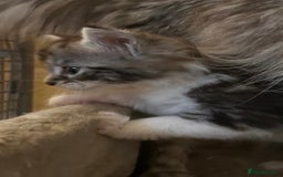 Maine Coon cats for sale: Maine coon kittens  - Image 21