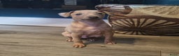 Italian Greyhound dogs for sale: Quality KC Registered Italian Greyhound puppies - Advert 13