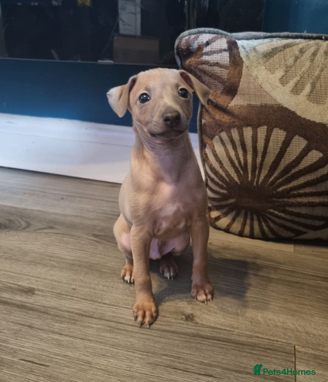 Italian Greyhound dogs for sale: Quality KC Registered Italian Greyhound puppies - Advert 13