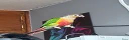 Conures birds for sale: Green cheeked conure  - Advert 18