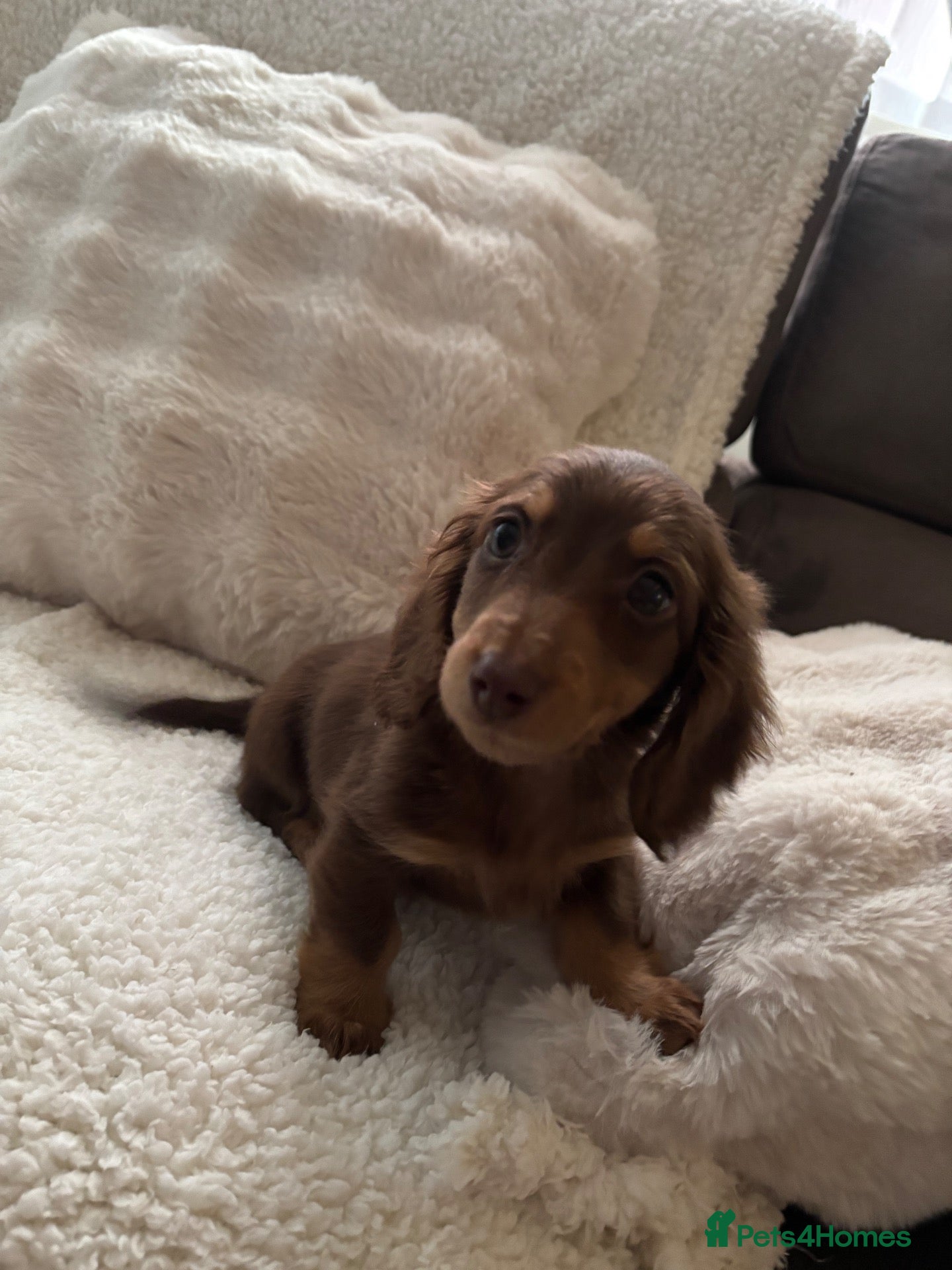 Miniature Dachshund dogs for sale: Fluffy miniature dachshund - Advert 1