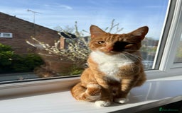Domestic Shorthair cats for sale: Ginger Cat for Rehoming - Image 2