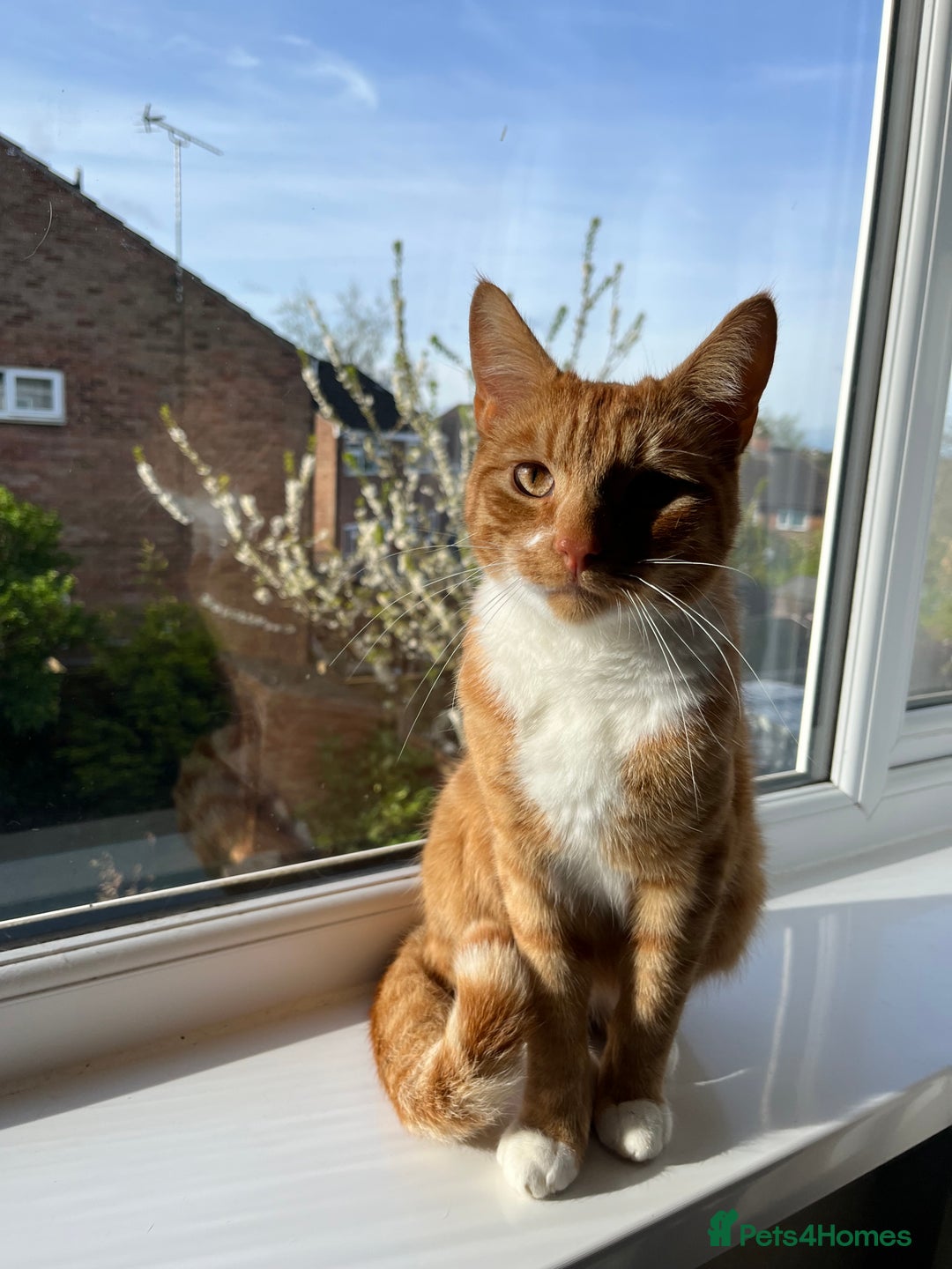 Domestic Shorthair cats for sale: Ginger Cat for Rehoming - Image 2