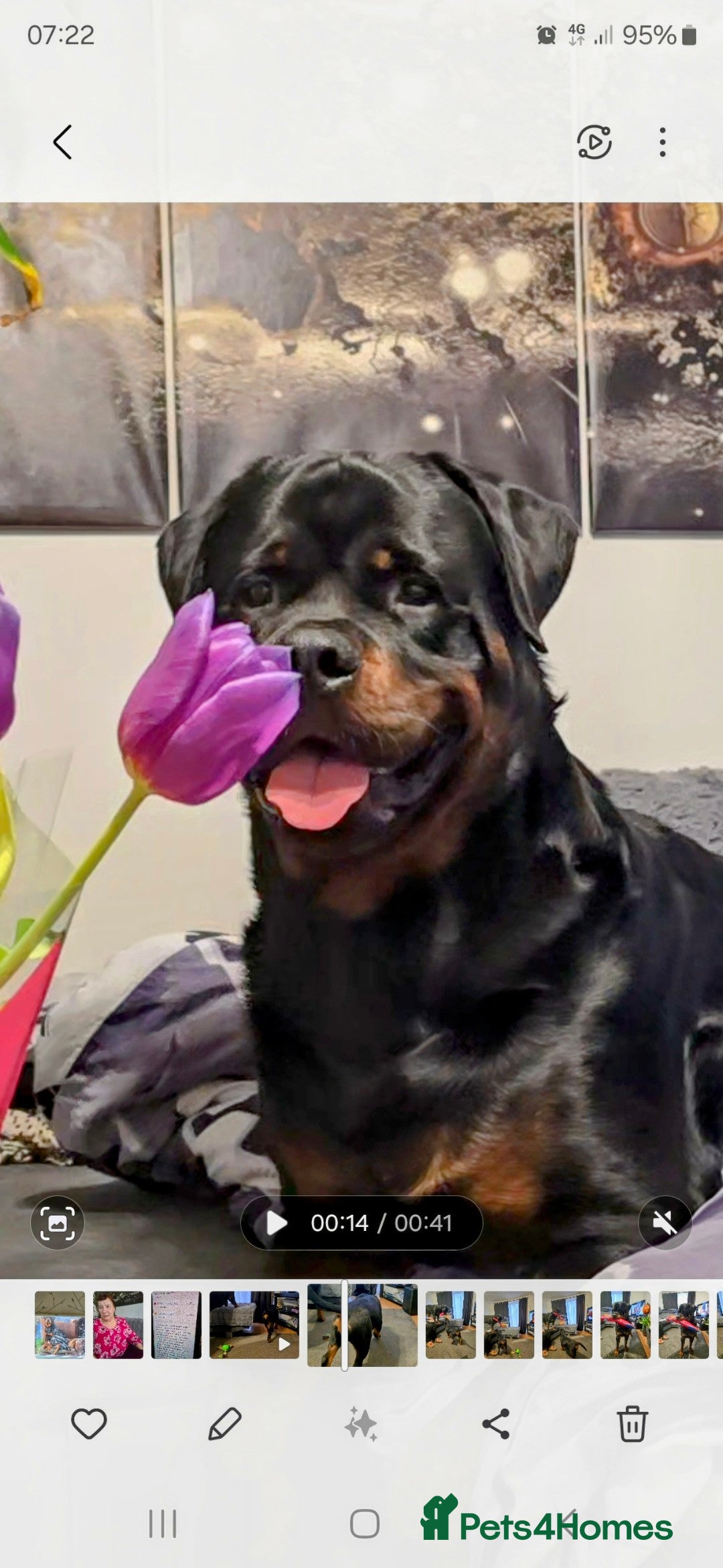 Rottweiler dogs for sale: Kc reg stunning rottweiler puppies - Advert 6