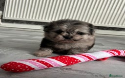 Pomeranian dogs for sale: TINY MARBLE POMERANIAN GIRL  - Image 10
