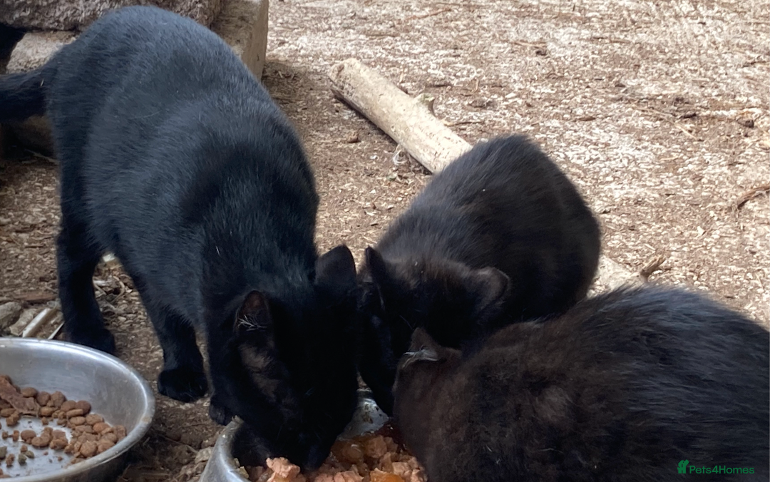 Mixed Breed cats for sale: Two black kittens available.Healthy and playful  - Image 2
