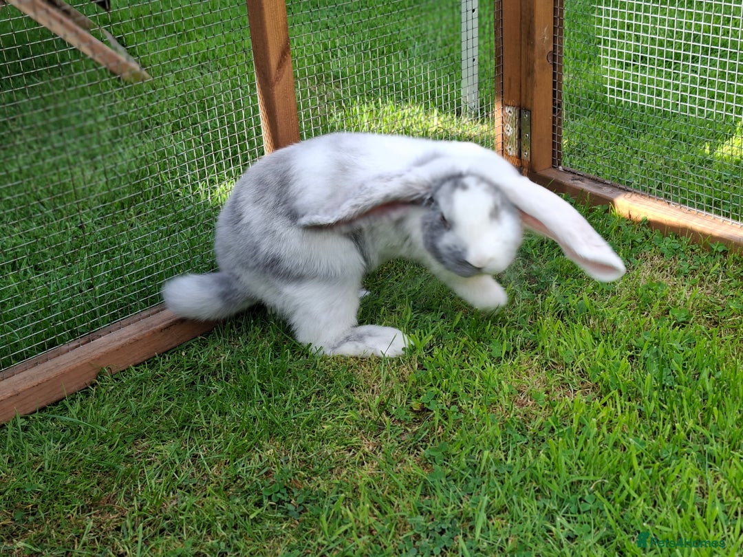 French Lop rabbits for sale: Vaccinated 4mth old doe - Image 5