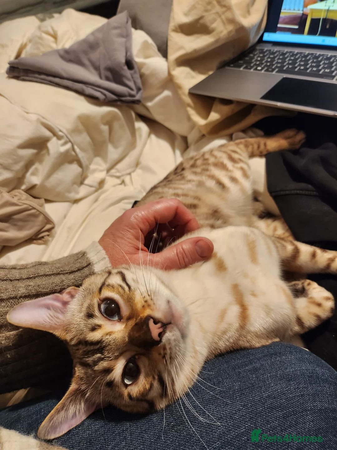 Bengal cats for stud: Proven Snow Bengal for studd in Southampton - Advert 12