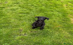 Labrador Retriever dogs for sale: KC registered working strain Labrador puppies - Image 5