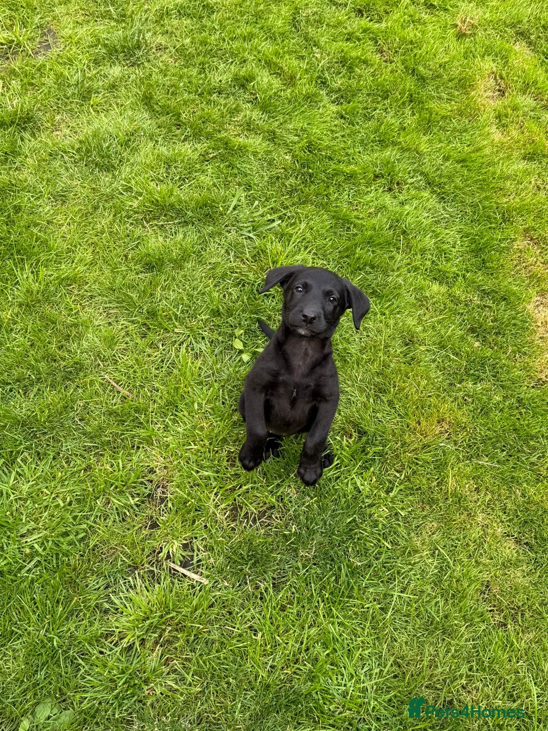 Labrador Retriever dogs for sale: KC registered working strain Labrador puppies - Image 5