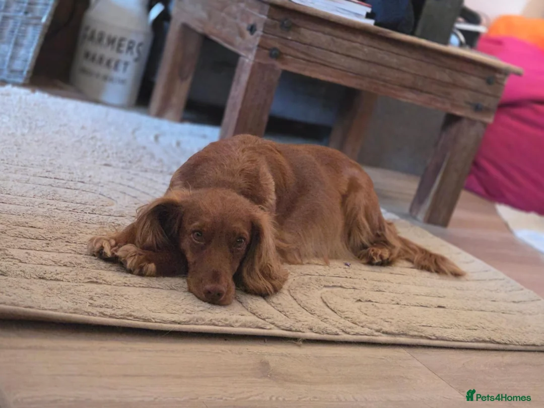 Cockapoo dogs for sale: Beautiful cockapoo puppies   - Advert 2