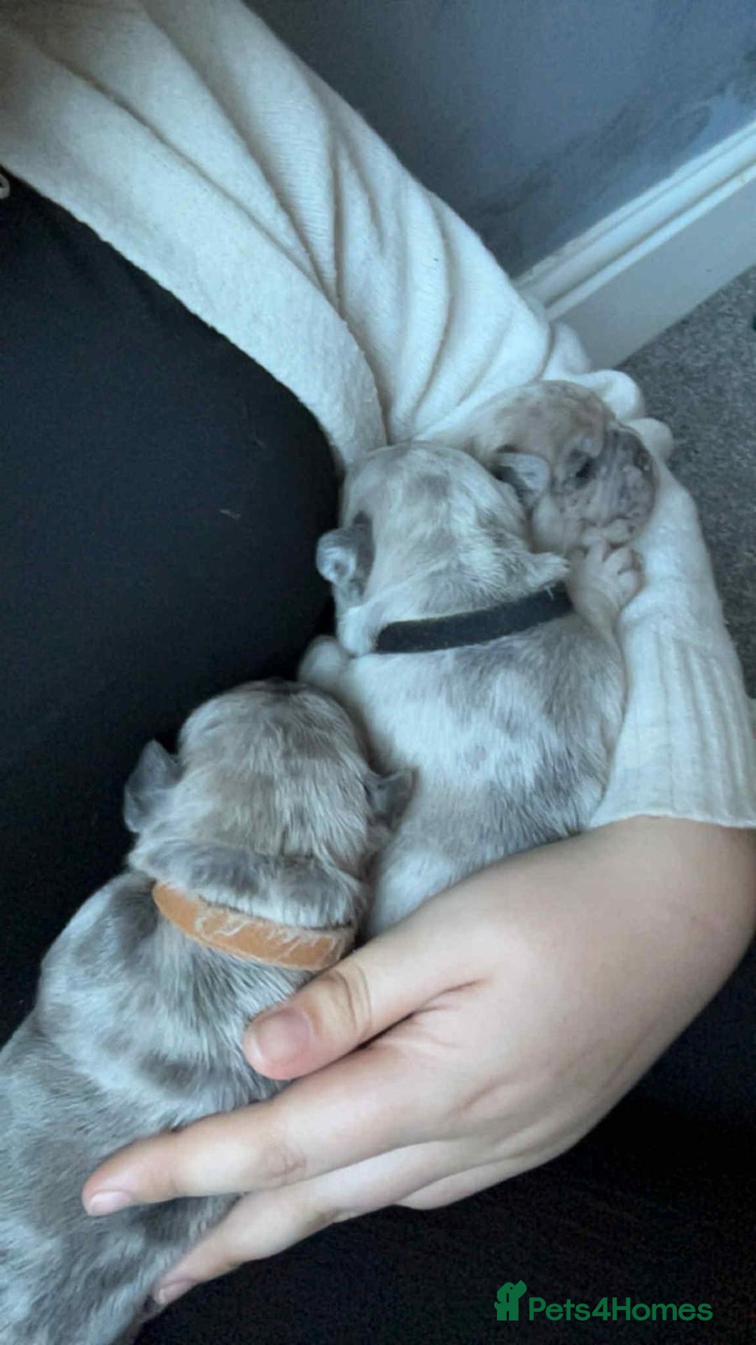 French Bulldog dogs for sale: Lilac Merle and Cream ghost Merle  in Stoke-on-Trent - Image 24