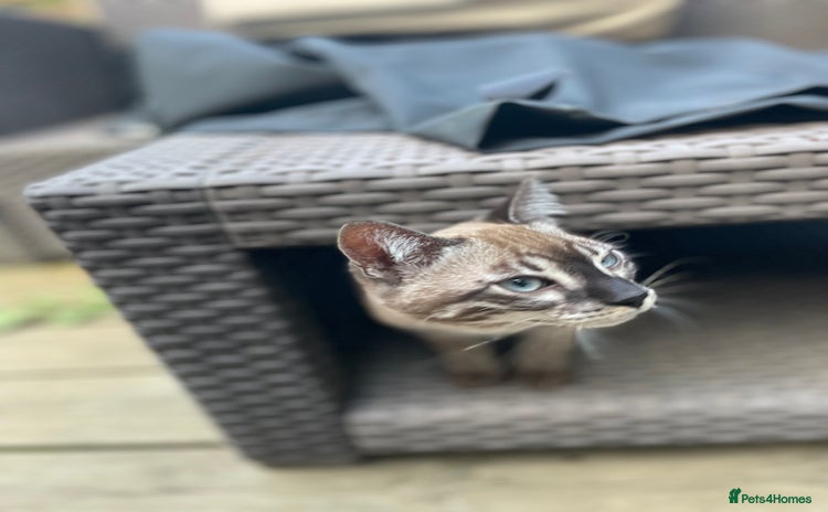 Bengal cats - Advert 9