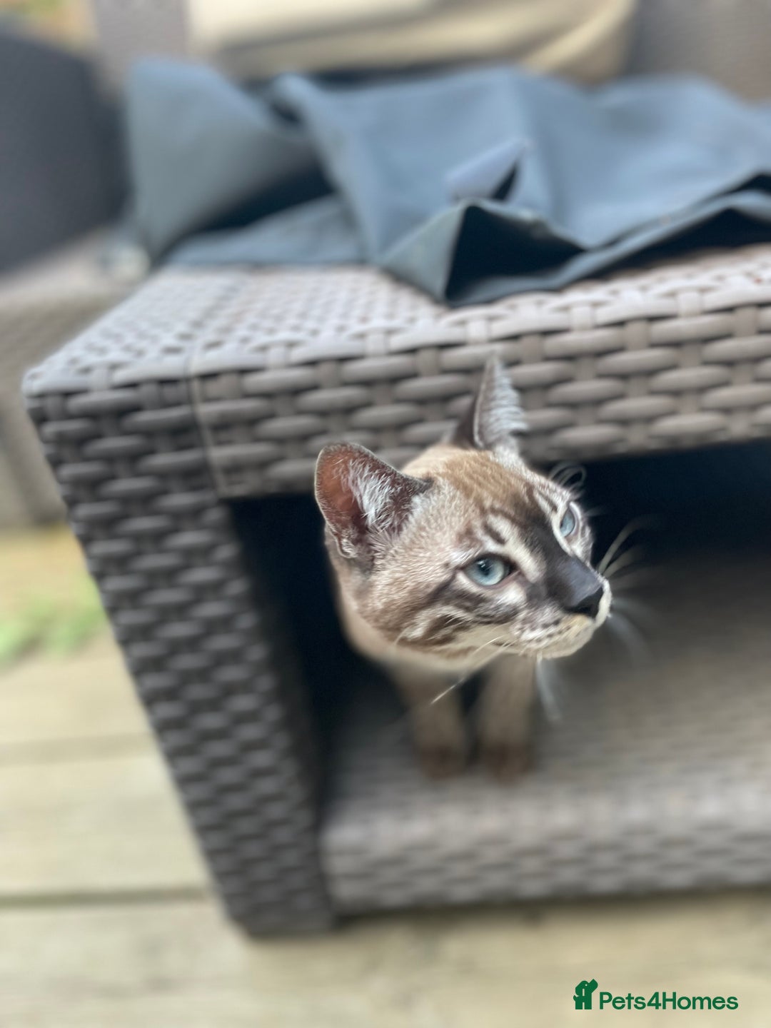 Bengal cats for sale: Sibling Bengals  - Image 1
