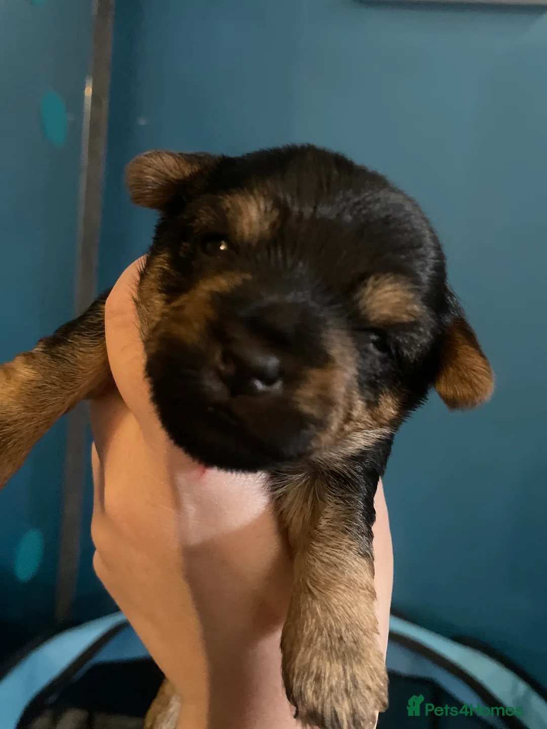 Yorkshire Terrier dogs for sale: Adorable Yorkshire terriers for sale  - Advert 2