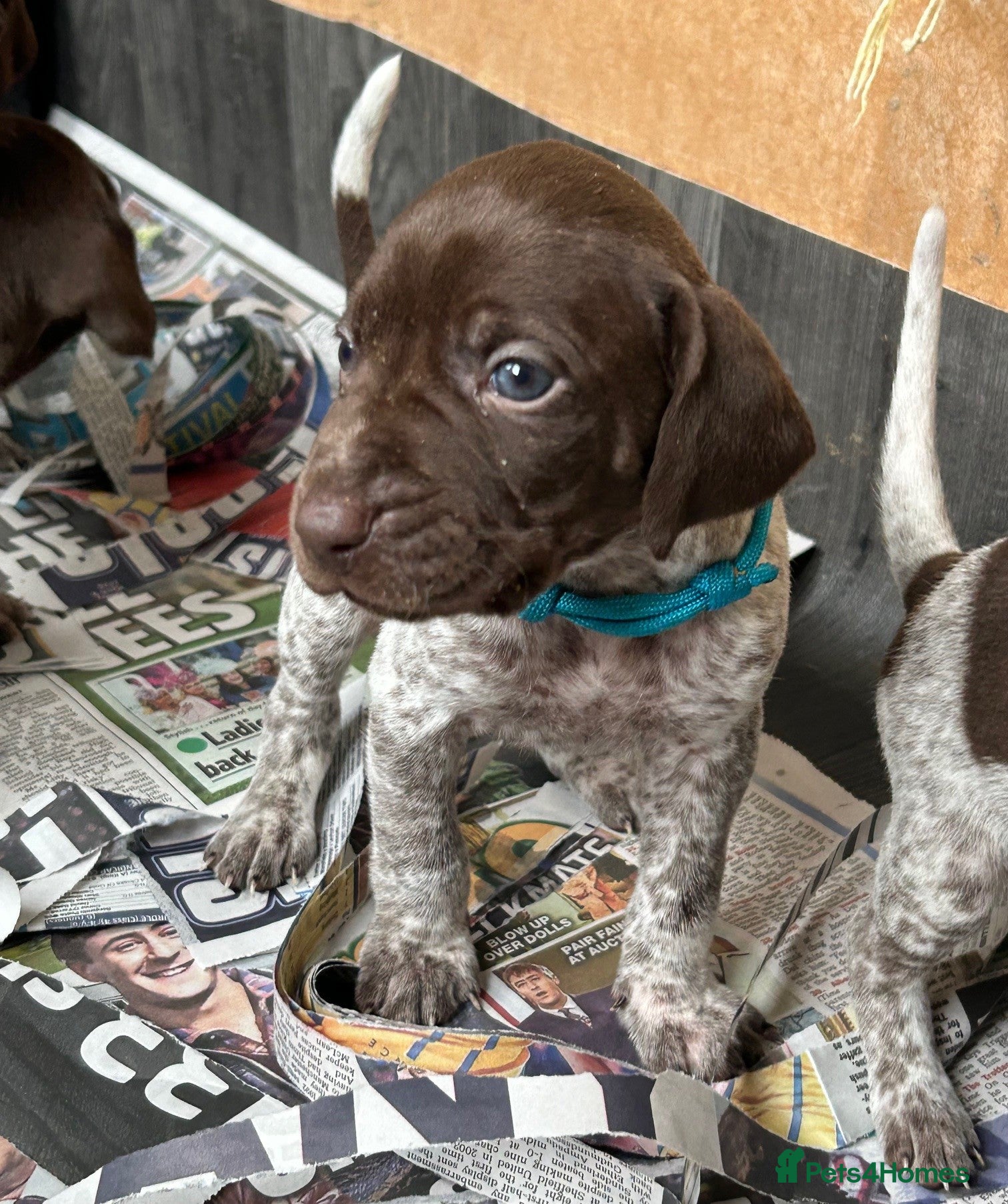 German Shorthaired Pointer dogs Pure KC GSP Puppies for sale! (4 pups available) - Advert 2