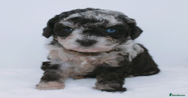 Cavapoo dogs - Advert 11