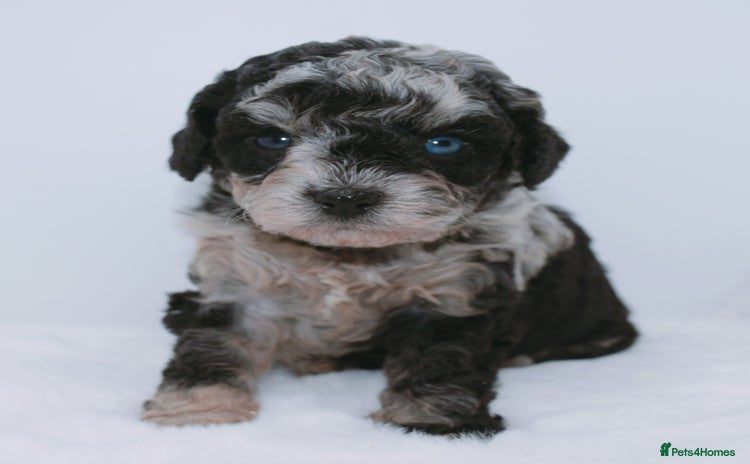 Cavapoo dogs - Advert 4