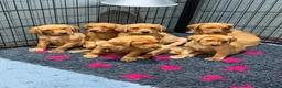 Labrador Retriever dogs for sale: *Ready Now* Labrador Puppies For Sale  - Advert 14