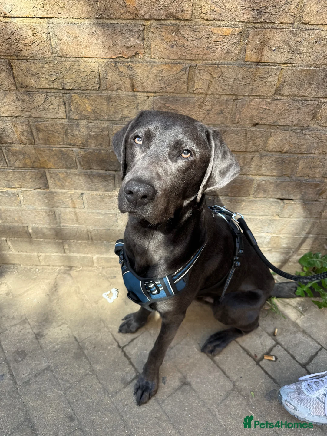 Mixed Breed dogs for sale: Mr Bailey in London - Advert 2