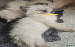 Ragdoll cats for sale: Two beautiful 5 month old Ragdoll kittens for sale - Advert 10