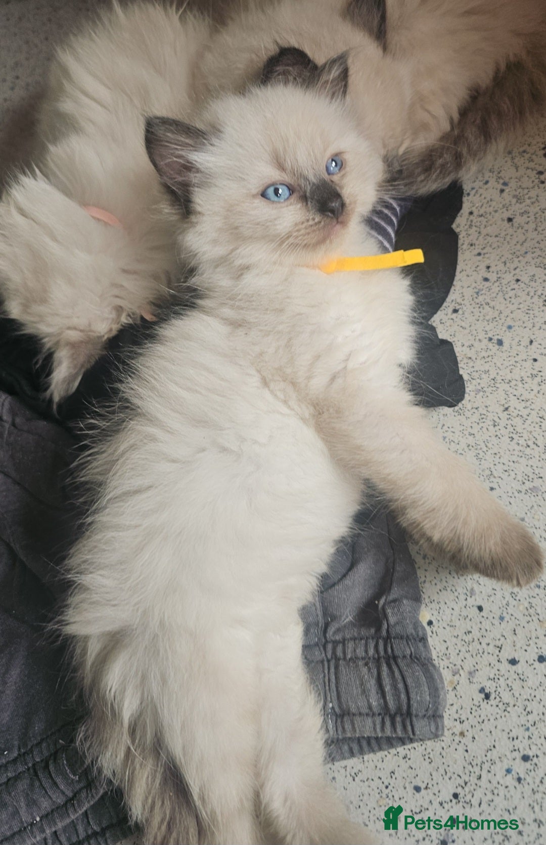 Ragdoll cats for sale: Two beautiful 5 month old Ragdoll kittens for sale - Advert 10